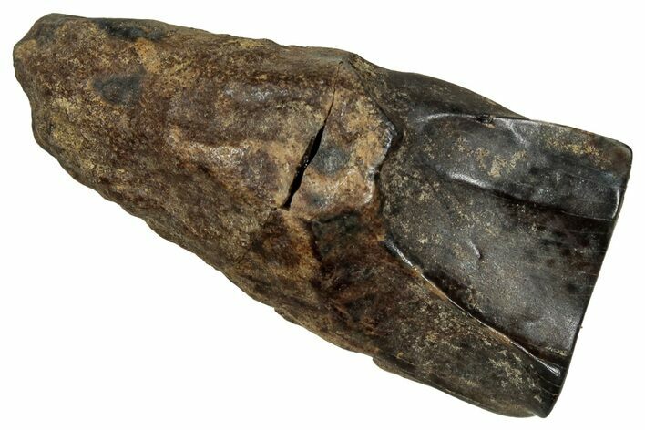 LargeFossil Triceratops Shed Tooth - Montana #350674